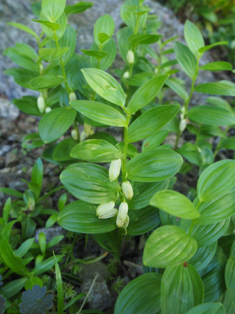 Polygonatum humile